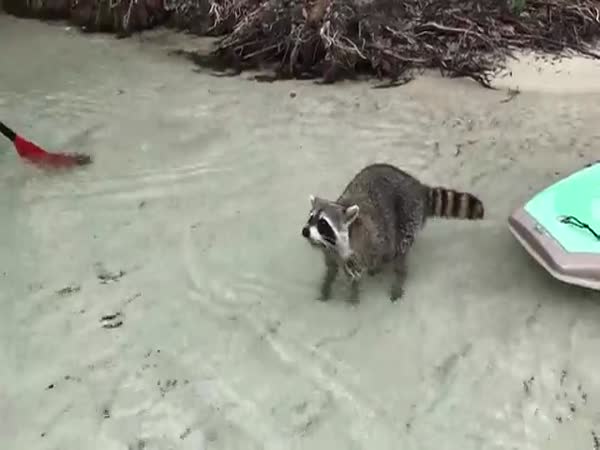 Raccoon Tries To Steal Kayakers Food