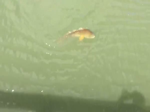 Unbelievable Fishing Surprise