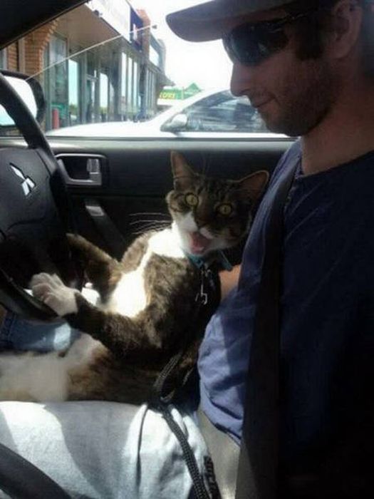 These Animals Think Their Human Is An Idiot (53 pics)