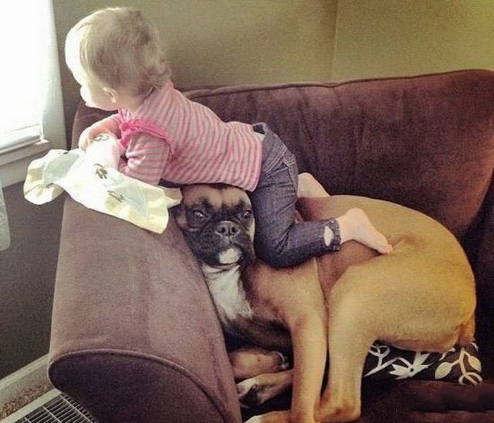 These Animals Think Their Human Is An Idiot (53 pics)