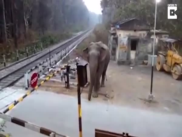 Elephant Lifts Barrier To Cross Train Tracks