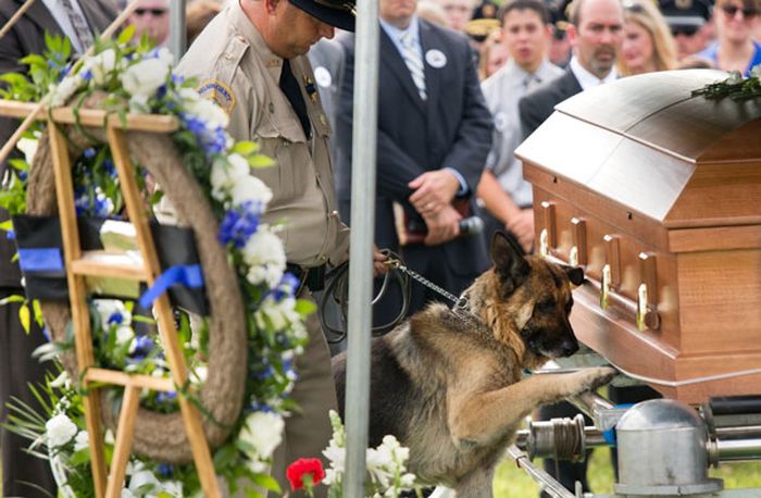 Powerful Photos Show The World's Most Loyal Service Dogs (35 pics)