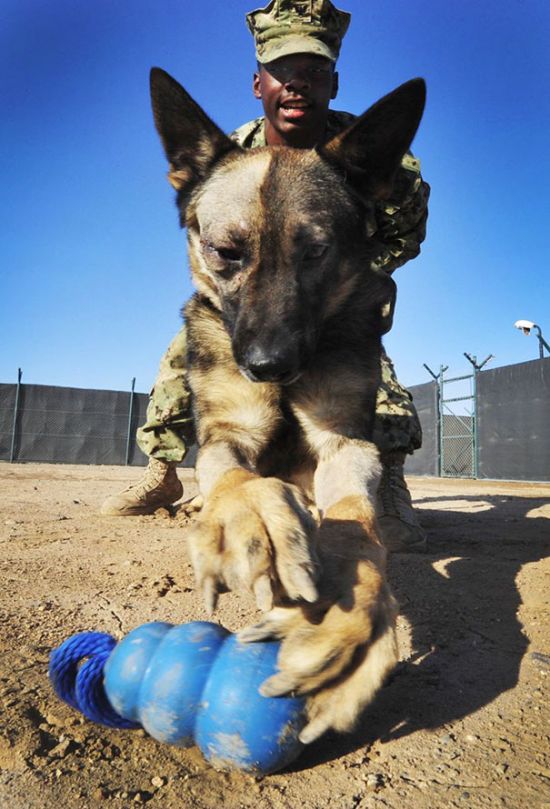 Powerful Photos Show The World's Most Loyal Service Dogs (35 pics)