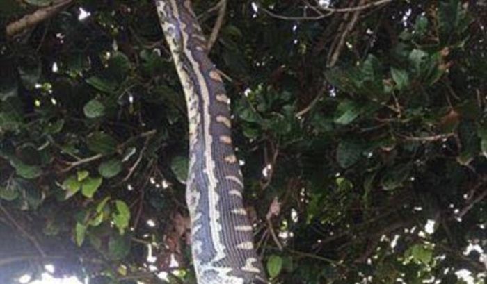 Photographer Captures A Snake Swallowing A Possum Whole (3 pics)
