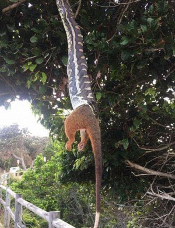 Photographer Captures A Snake Swallowing A Possum Whole (3 pics)