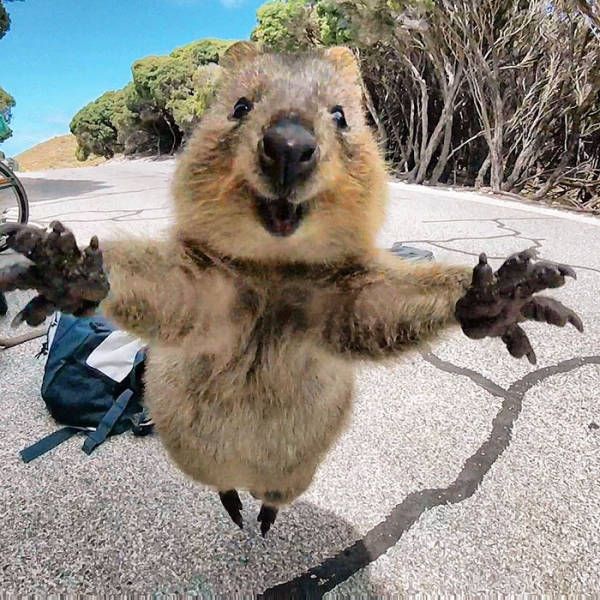 Man And Quokka Fall In Love At First Sight (4 pics)