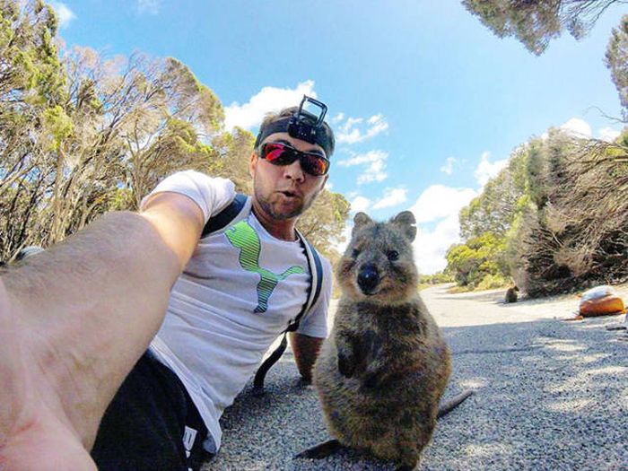 Man And Quokka Fall In Love At First Sight (4 pics)