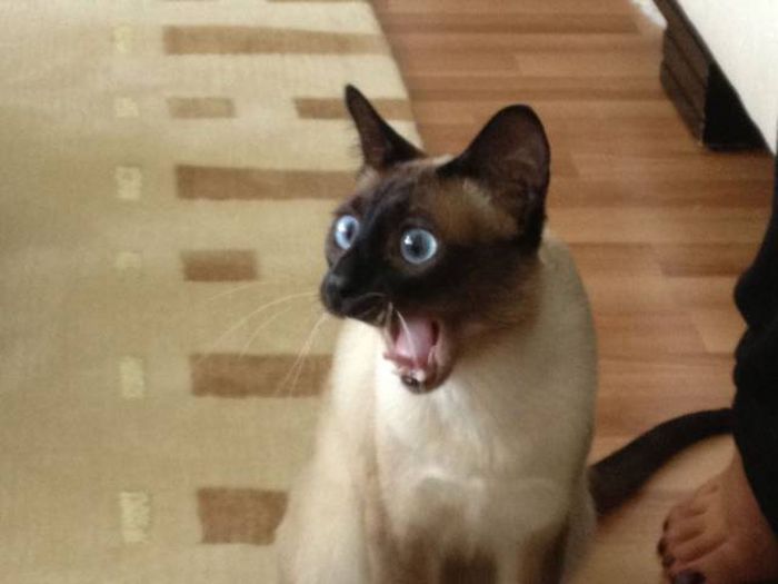 Acid Picdump (104 pics)