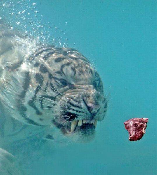 Acid Picdump (104 pics)