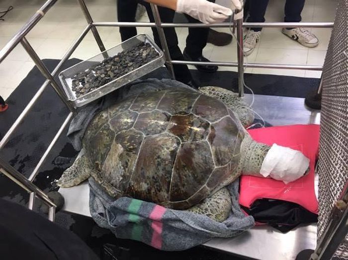 Veterinarians Remove 915 Coins From 25 Year Old Tortoise (8 pics)