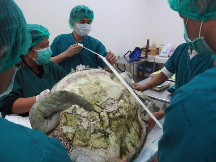 Veterinarians Remove 915 Coins From 25 Year Old Tortoise (8 pics)