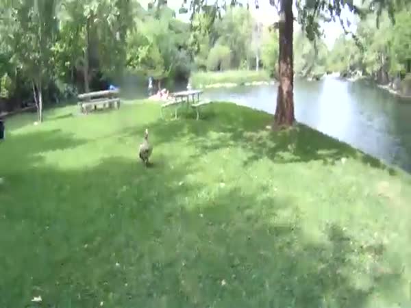 Fails Of The Week March 2017