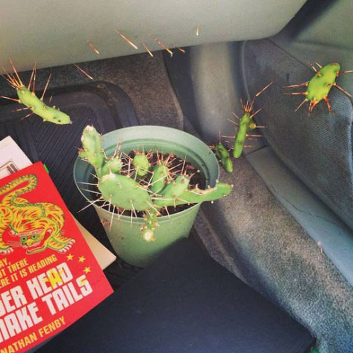 Nope, Not Even In A Million Years (50 pics)