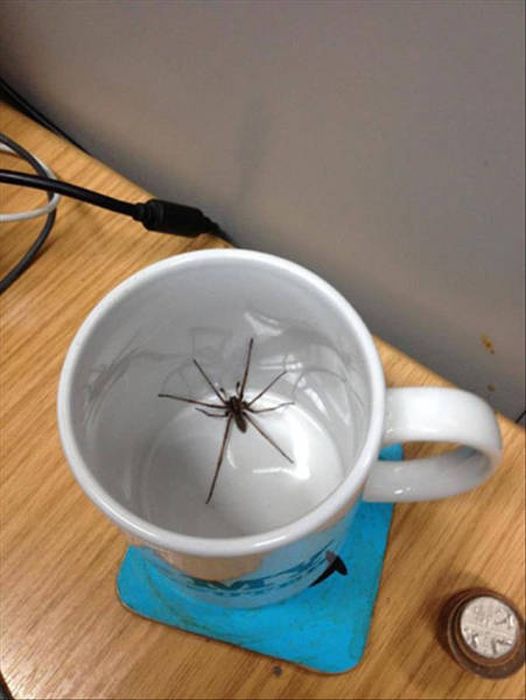 Nope, Not Even In A Million Years (50 pics)