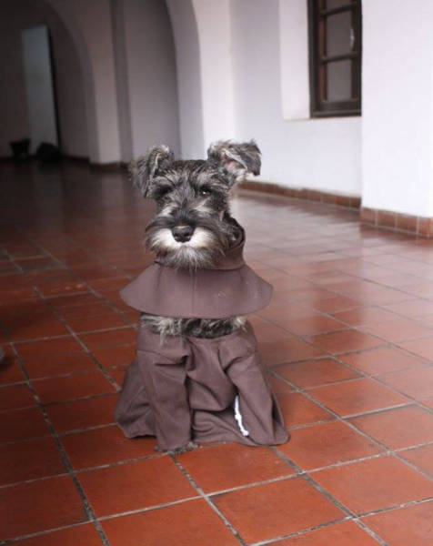 Homeless Dog Is Now A Monk In A Monastery (10 pics)
