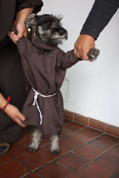 Homeless Dog Is Now A Monk In A Monastery (10 pics)