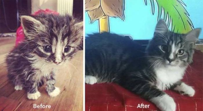 Cat-Saving Movement Started By A Woman With A Big Heart (15 pics)