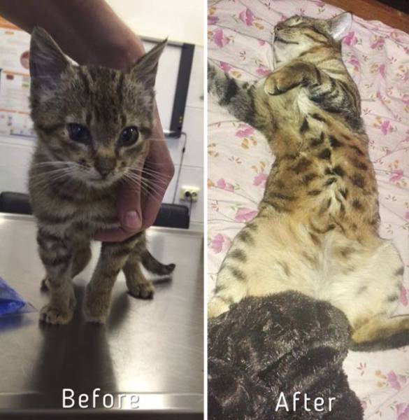 Cat-Saving Movement Started By A Woman With A Big Heart (15 pics)