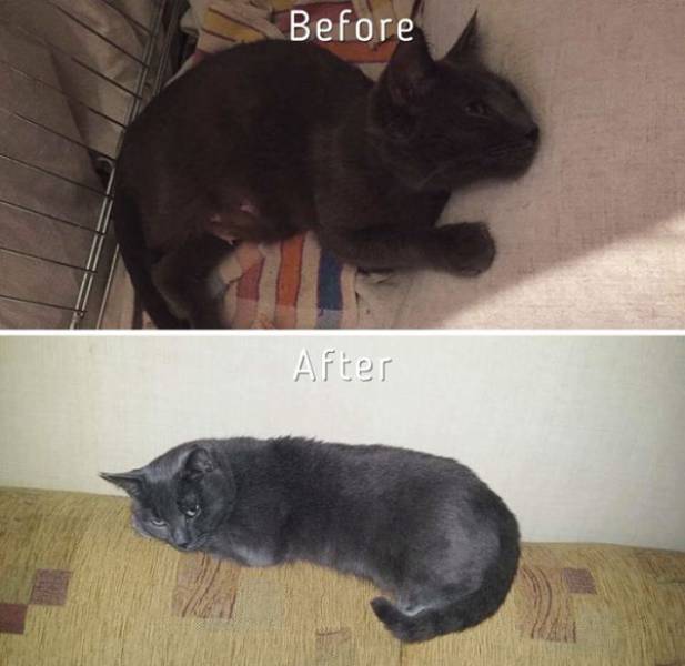 Cat-Saving Movement Started By A Woman With A Big Heart (15 pics)