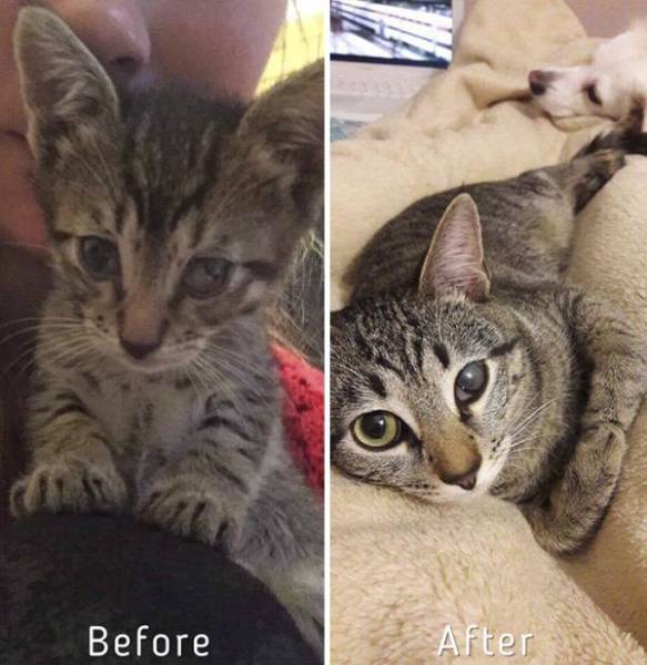 Cat-Saving Movement Started By A Woman With A Big Heart (15 pics)