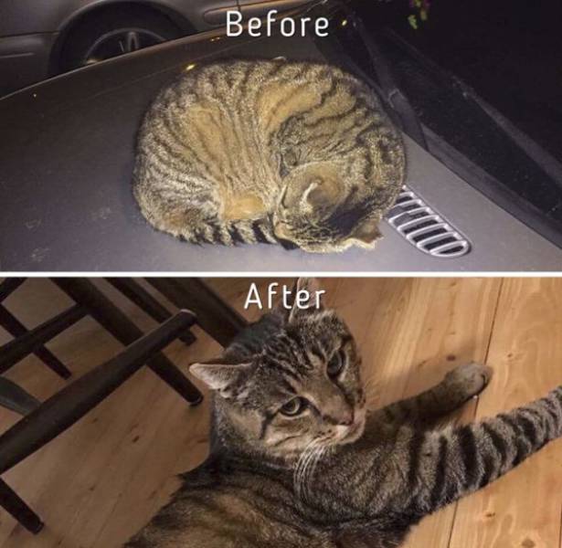 Cat-Saving Movement Started By A Woman With A Big Heart (15 pics)