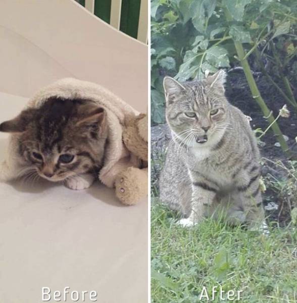 Cat-Saving Movement Started By A Woman With A Big Heart (15 pics)
