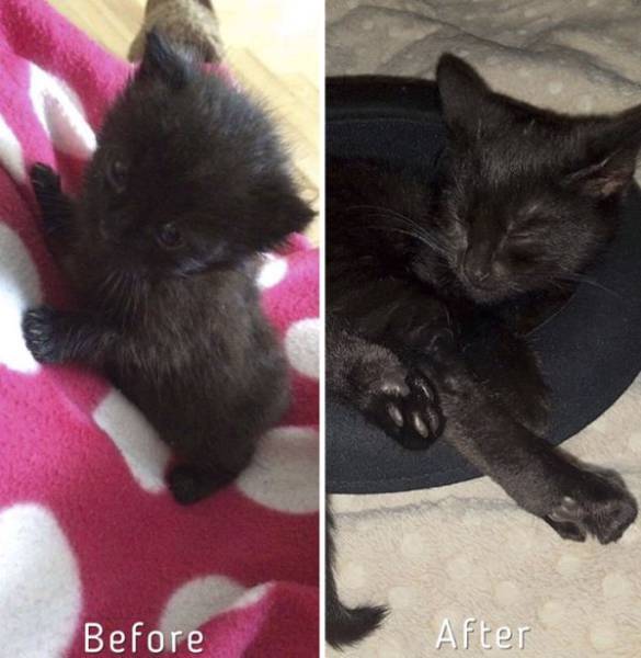 Cat-Saving Movement Started By A Woman With A Big Heart (15 pics)