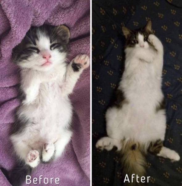 Cat-Saving Movement Started By A Woman With A Big Heart (15 pics)