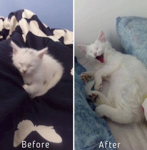 Cat-Saving Movement Started By A Woman With A Big Heart (15 pics)