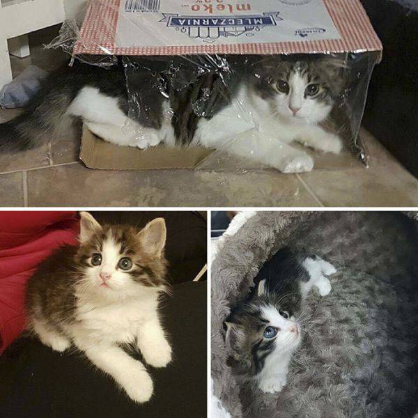 Cat-Saving Movement Started By A Woman With A Big Heart (15 pics)