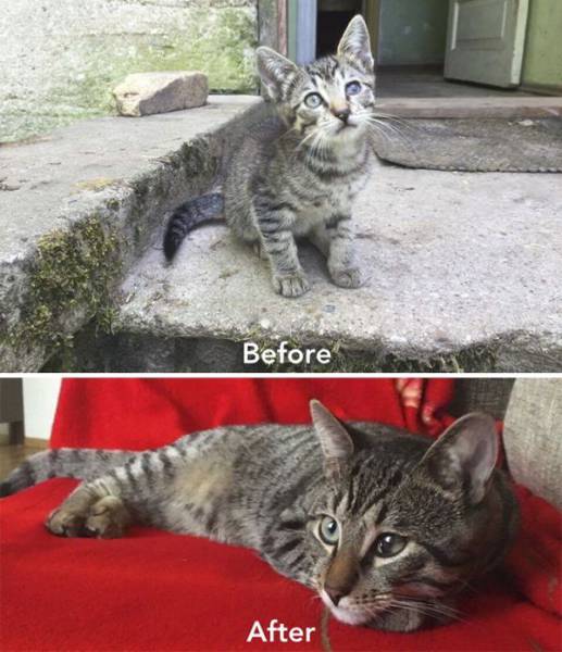 Cat-Saving Movement Started By A Woman With A Big Heart (15 pics)