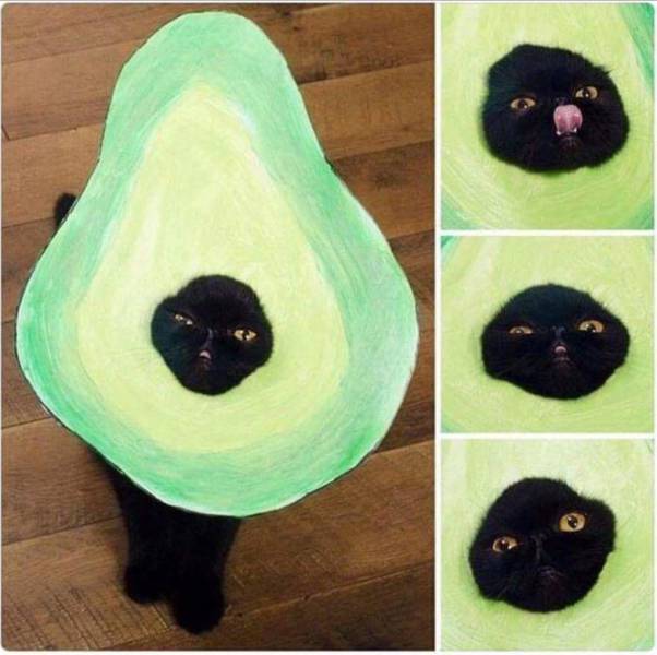 Acid Picdump (97 pics)