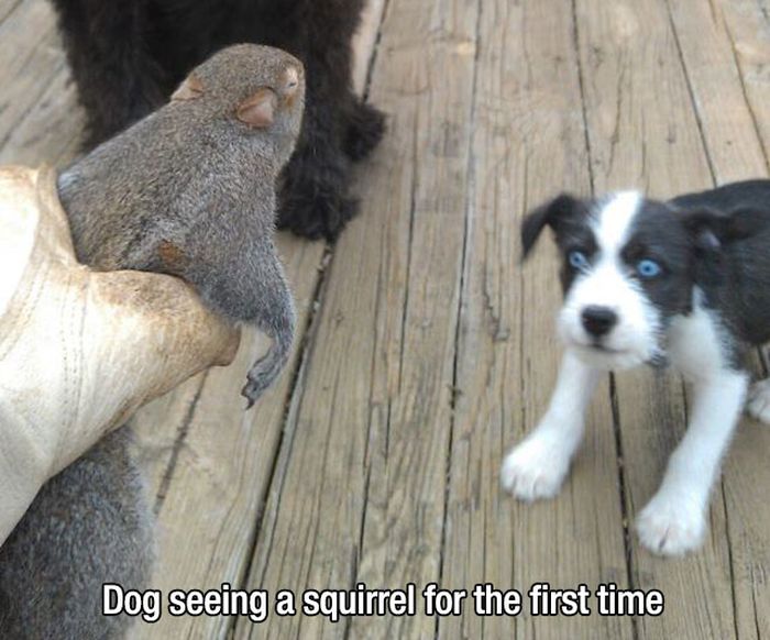 People And Animals Experiencing Fun Things For The Very First Time (27 pics)