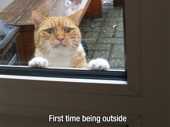 People And Animals Experiencing Fun Things For The Very First Time (27 pics)