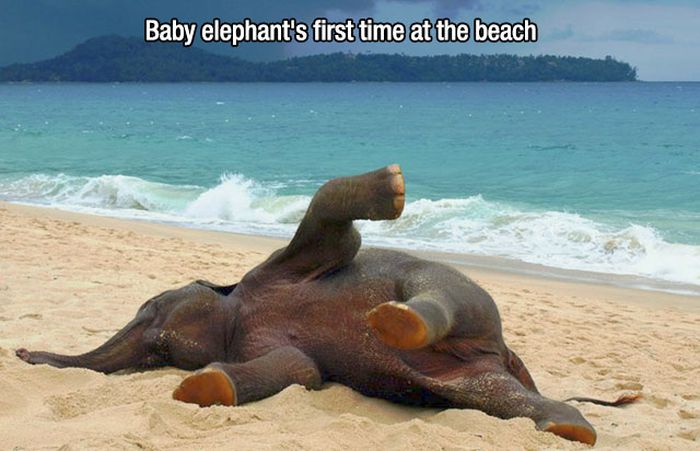 People And Animals Experiencing Fun Things For The Very First Time (27 pics)