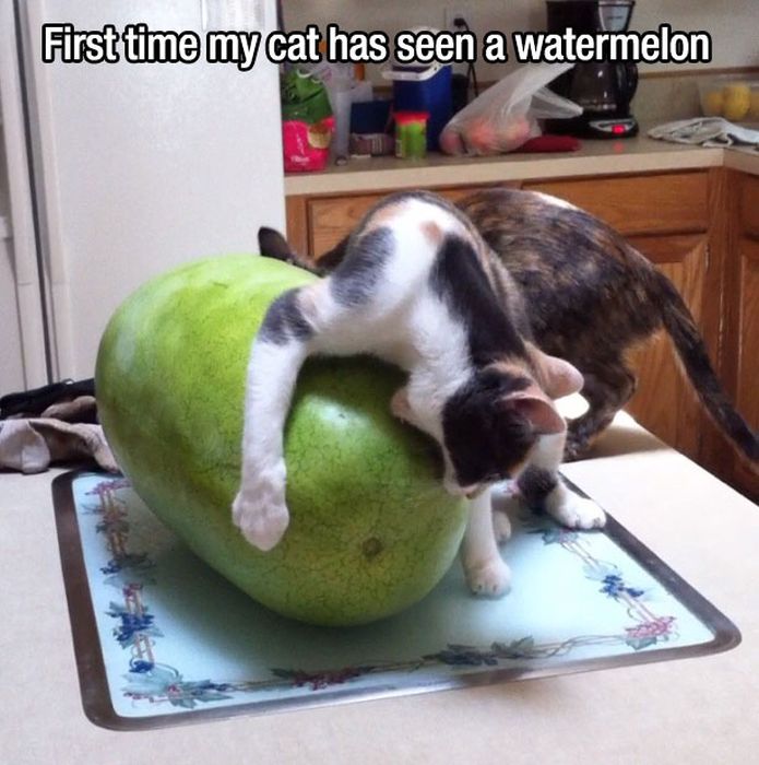 People And Animals Experiencing Fun Things For The Very First Time (27 pics)