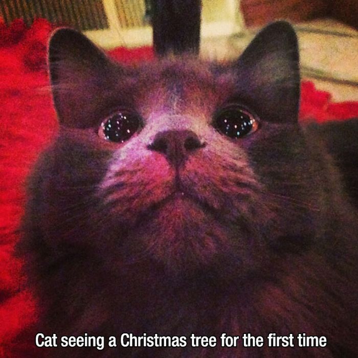 People And Animals Experiencing Fun Things For The Very First Time (27 pics)