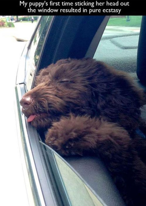 People And Animals Experiencing Fun Things For The Very First Time (27 pics)