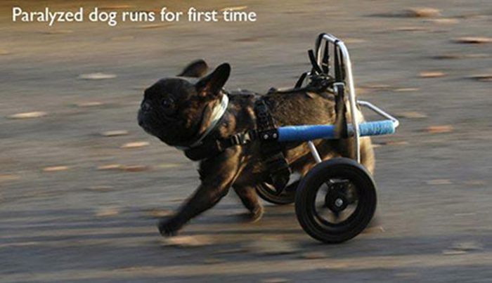 People And Animals Experiencing Fun Things For The Very First Time (27 pics)