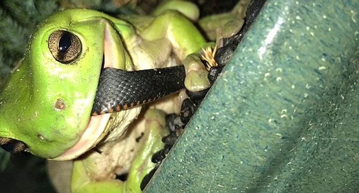 Green Tree Frog Takes Down A Snake In Queensland (3 pics)