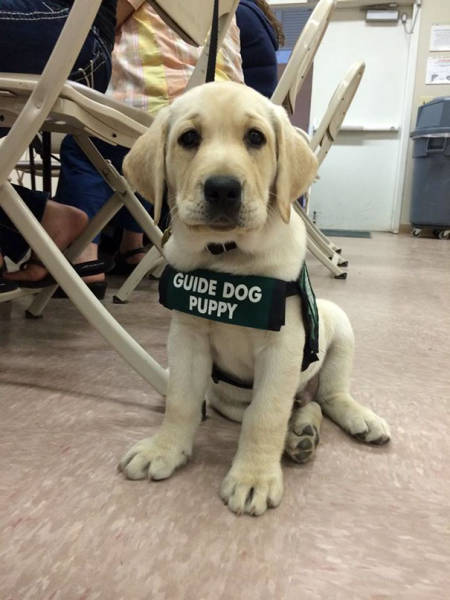 When Service Dogs Start Their First Day On The Job (32 pics)
