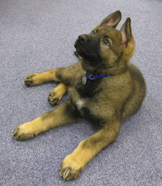 When Service Dogs Start Their First Day On The Job (32 pics)