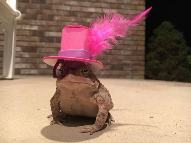 Toad Fashion Is Now A Very Real Thing (7 pics)
