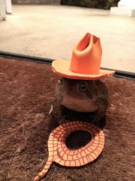 Toad Fashion Is Now A Very Real Thing (7 pics)