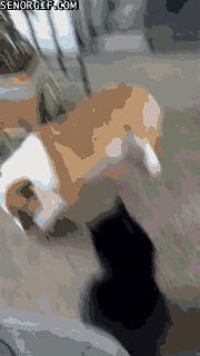 Acid Gifdump, March 15, 2017 (25 gifs)