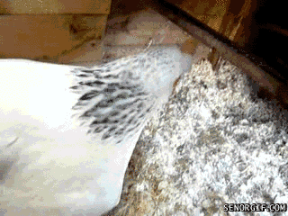 Acid Gifdump, March 15, 2017 (25 gifs)