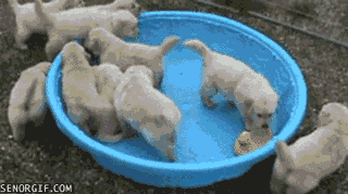 Acid Gifdump, March 15, 2017 (25 gifs)