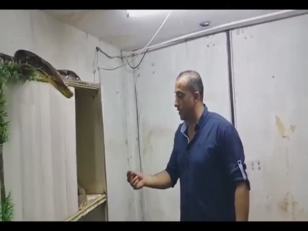 Man Catches Giant Snake With Hands