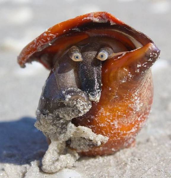 Acid Picdump (108 pics)