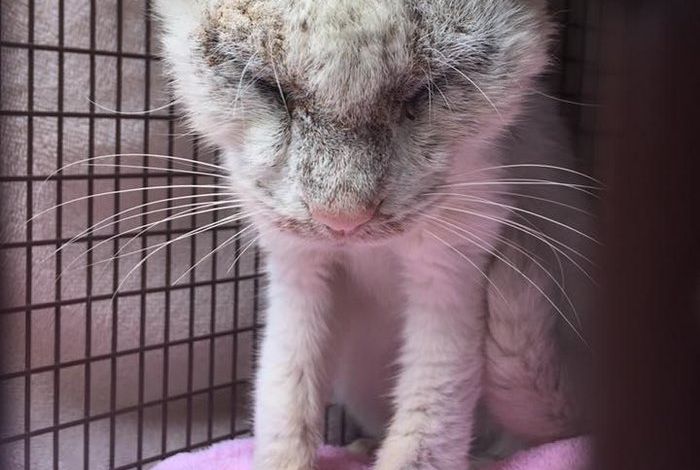 Rescued Cat Reveals The Incredible Beauty Of His Eyes (8 pics)